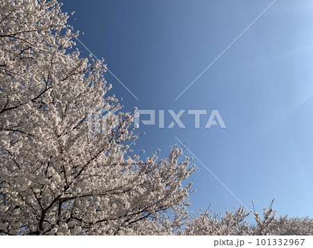 青空に映える桜 青空に映える桜 101332967