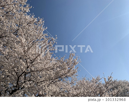 青空に映える桜 101332968