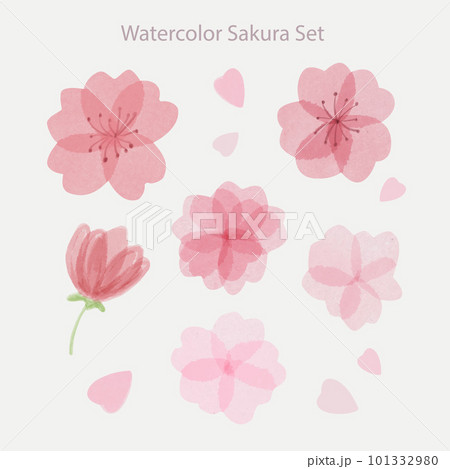 Set of beautiful hand drawn watercolor sakura flowers with petals Set of beautiful hand drawn watercolor sakura flowers with petals 101332980