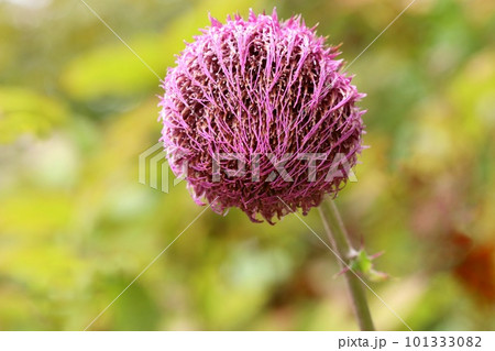 フジアザミ 大きな塊の花 赤紫色 山野草 フジアザミ 大きな塊の花 赤紫色 山野草 101333082