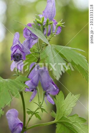 ヤマトリカブト 紫色の花 山野草 毒草 ヤマトリカブト 紫色の花 山野草 毒草 101333118