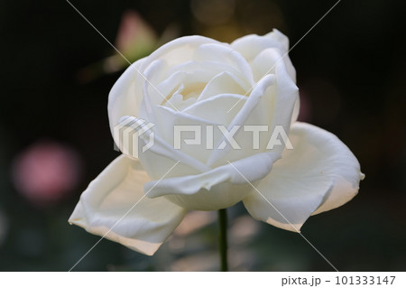 白いバラの花 101333147