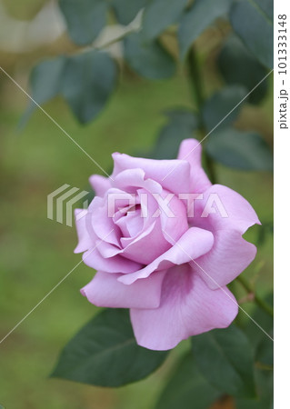 紫のバラの花 紫のバラの花 101333148