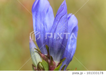 野に咲くリンドウ 青紫色の花 秋 野に咲くリンドウ 青紫色の花 秋 101333178