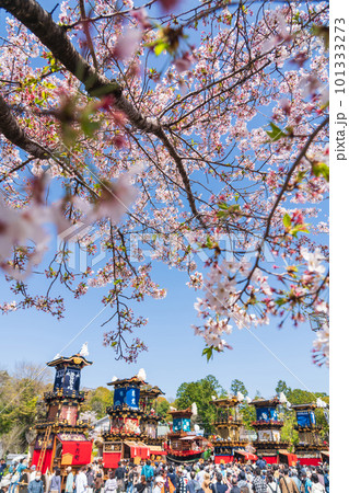 犬山祭、満開の桜と車山〈愛知県犬山市〉 101333273