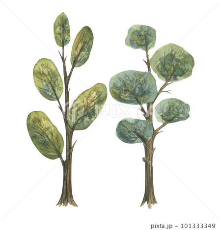 Two green trees with foliage. Hand-drawn watercolor illustration. Isolated objects on a white background. A set for the design and design of postcards, prints, posters, compositions, patterns 101333349