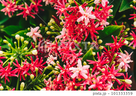 A close up of a plant with red flowers A close up of a plant with red flowers 101333359