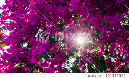 Bougainvillea flowers in the sunlight rays of the sun through foliage petals pink dawn Bougainvillea flowers in the sunlight rays of the sun through foliage petals pink dawn 101333363
