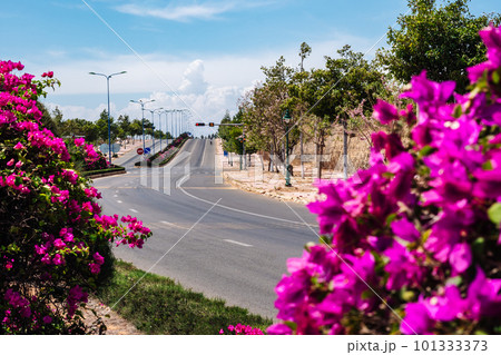 Curving road, asphalt, sun day summer bright with purple flowers Curving road, asphalt, sun day summer bright with purple flowers 101333373