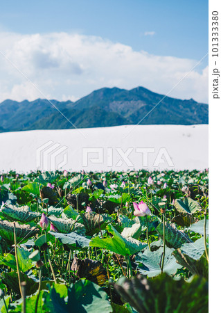 A field of lotus flowers in front of a mountain 101333380