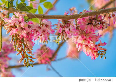 Pink flowers on a tree with the sky in the background 101333381