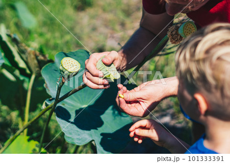 A man and a child are holding a lotus flower. botany study of nature the world around us 101333391