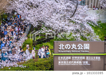日本の東京都市景観　北の丸公園。田安門附近の満開の桜や人混み。画面左奥は九段下駅＝4月1日 101333395