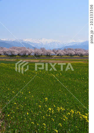 春 あさひ舟川 春 あさひ舟川 101333506