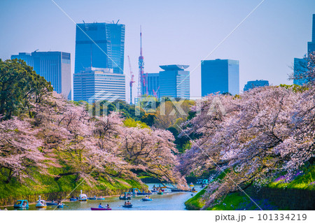 日本の東京都市景観  桜が満開。ボートで賑わう千鳥ヶ淵。奥は東京タワーや虎ノ門ヒルズ駅…＝4月1日 101334219