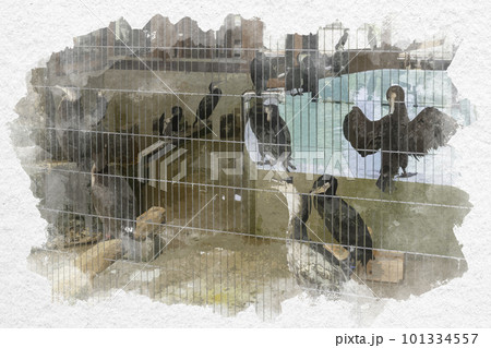 水彩画風　岩国　吉香公園　吉香　鵜の里　山口県岩国市 101334557