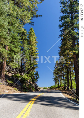 Asphalt road through forest Asphalt road through forest 101334717