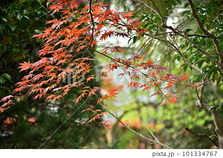 春に紅く染まる 春に紅く染まる 101334767