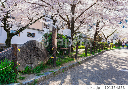 春の京都 桜満開の哲学の道 春の京都 桜満開の哲学の道 101334828