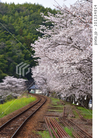 桜景 錦川鉄道 清流新岩国駅付近 桜景 錦川鉄道 清流新岩国駅付近 101334914