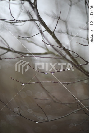 Beautiful nature background and texture, early spring or autumn raindrops on bare branches, freshness and cleanliness concept 101335556