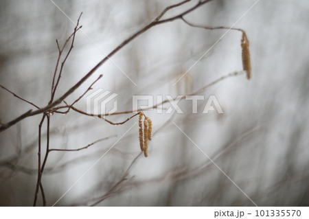 birch branch with buds earrings. spring awakening of nature. Spring allergy concept. Birch buds in spring, on a branch, natural background 101335570
