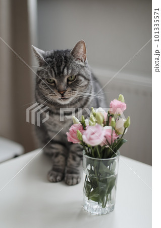 Gray cat looking at roses in glass vase at home. Tabby Cat Portrait. Home pet cute kitten cat and flowers at home. Cute Scottish straight cat indoors 101335571