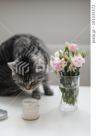 Gray cat looking at roses in glass vase at home. Tabby Cat Portrait. Home pet cute kitten cat and flowers at home. Cute Scottish straight cat indoors 101335572