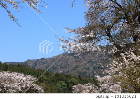余呉川沿いに咲く桜と近くの山 101335621