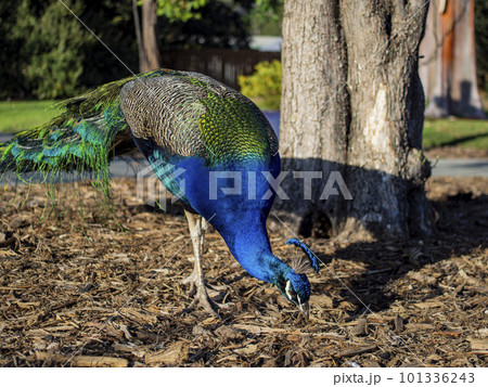 Beautiful peacock walking around 101336243