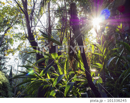 Nature pathway on a sunny day 101336245