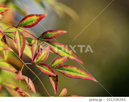 Close up shot of Heavenly Bamboo 101336263