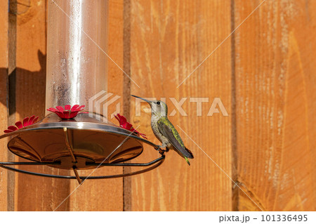 Close up shot of hummingbird near a bird feeder 101336495