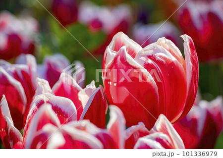 Close up shot of beautiful tulips flower blossom at Descanso Garden Close up shot of beautiful tulips flower blossom at Descanso Garden 101336979