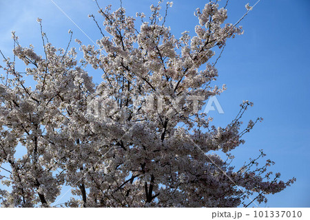 2023年大阪城公園の桜 2023年大阪城公園の桜 101337010