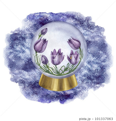 Wild flower purple Pulsatilla, prairie crocus, cutleaf anemone, rock lily. Inside the crystal ball. Watercolor illustration isolated on white background. Card, poster, label, logo Wild flower purple Pulsatilla, prairie crocus, cutleaf anemone, rock lily. Inside the crystal ball. Watercolor illustration isolated on white background. Card, poster, label, logo 101337063
