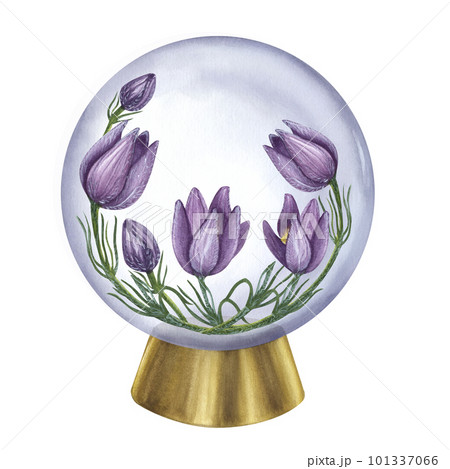 Wild flower purple Pulsatilla, prairie crocus, cutleaf anemone, rock lily. Inside the crystal ball. Watercolor illustration isolated on white background. Card, poster, label, logo Wild flower purple Pulsatilla, prairie crocus, cutleaf anemone, rock lily. Inside the crystal ball. Watercolor illustration isolated on white background. Card, poster, label, logo 101337066