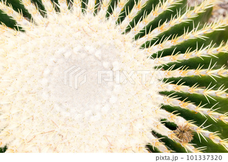 Cackground of a tropical plant Cackground of a tropical plant 101337320