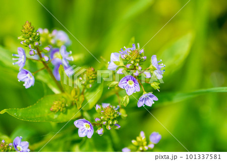 特定外来生物オオカワヂシャの開花 101337581