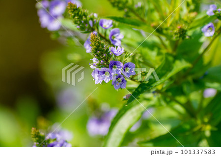 特定外来生物オオカワヂシャの開花 101337583