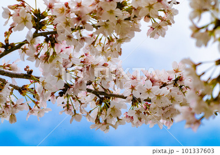 青空に映える桜 101337603