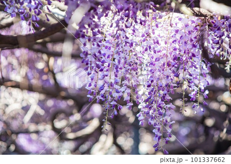 Close up shot of the world oldest Wistaria blossom 101337662