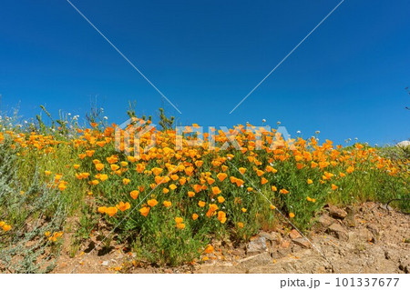 Sunny view of Poppy flower blossom Sunny view of Poppy flower blossom 101337677