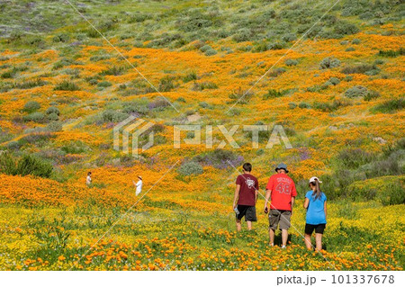 Sunny view of Poppy flower blossom 101337678