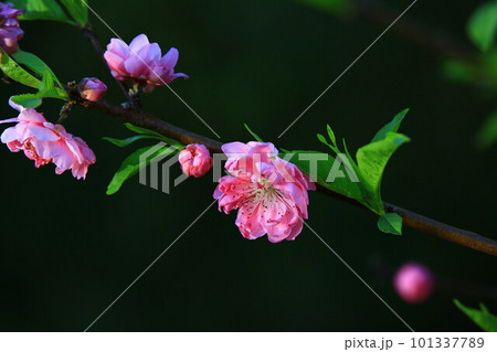 杏の花 アンズの花 あんずの花 101337789