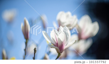 White Magnolia flower blooming on background of blurry white Magnolia on Magnolia tree White Magnolia flower blooming on background of blurry white Magnolia on Magnolia tree 101337792