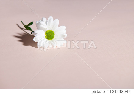 Still life with white chamomile flower or chrysanthemum, isolated on pink pastel background with copy advertising space 101338045