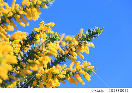 満開のミモザアカシアの花　　 101338051