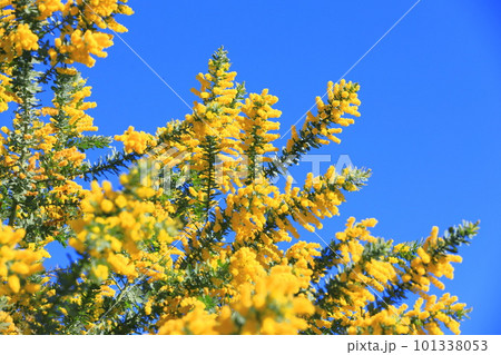 満開のミモザアカシアの花　　 101338053