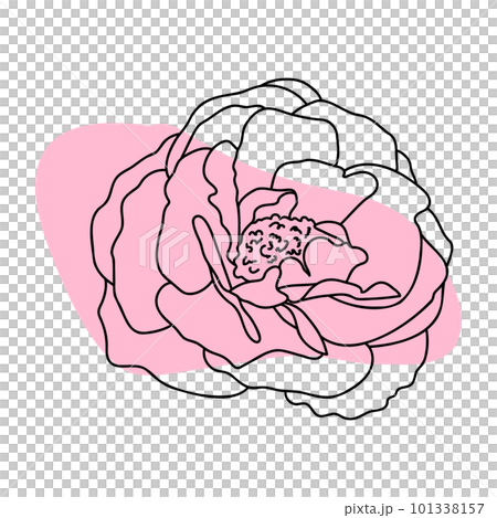 Rose hand drawn illustration in vecor. Sketches, line art. 101338157